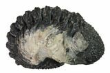 Bargain, Enrolled Drotops Trilobite - About Around #171565-4